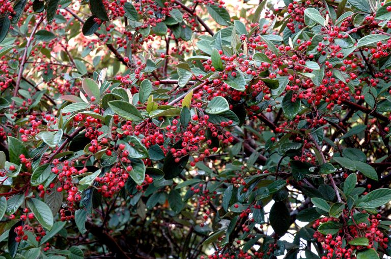 Lire la suite à propos de l’article Cotoneaster