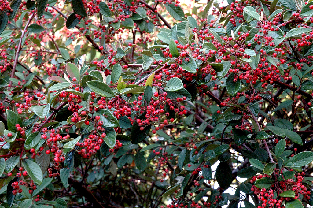 You are currently viewing Cotoneaster