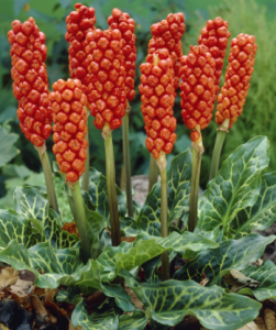 Arum italicum