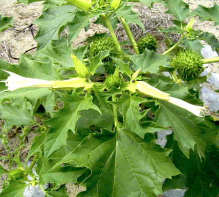 Datura stramonium